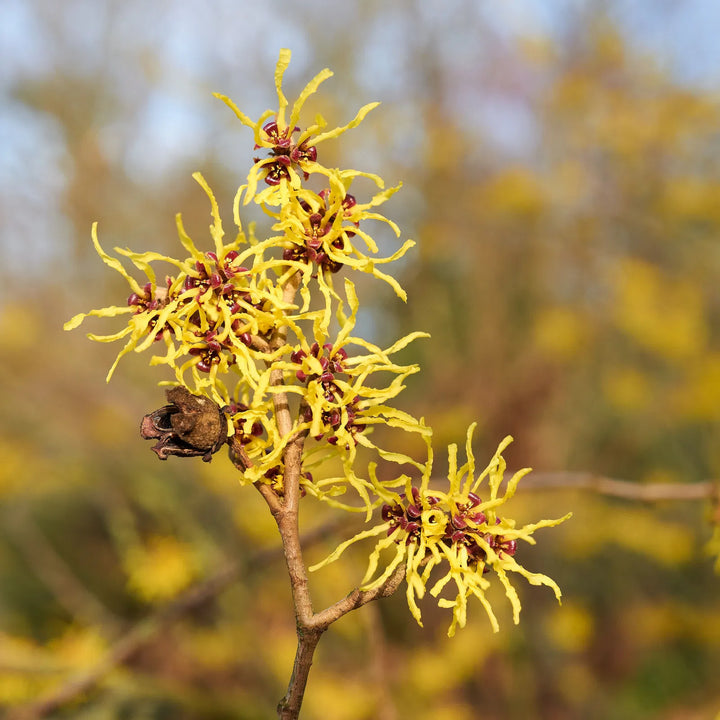 Zaubernuss Hamamelis Flower Seeds for Planting – Heirloom, Non-GMO, High Germination Organic Garden Seeds