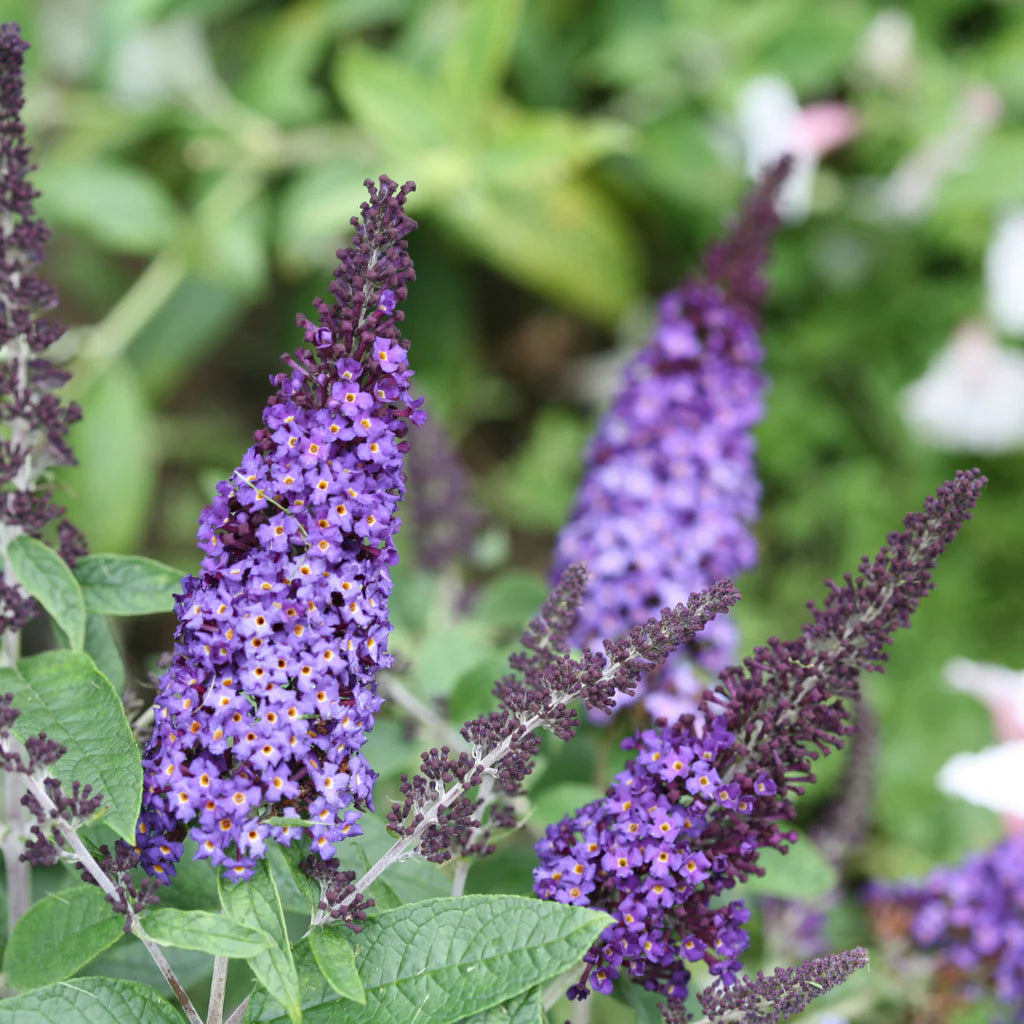 Blue Butterfly Bush Buddleia Davidii Seeds for Planting – Attract Pollinators, Non-GMO