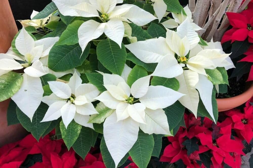 White Green Poinsettia Flower Seeds – Heirloom Non-GMO Seeds for Planting | Organic Garden Seeds | High Germination Blooms