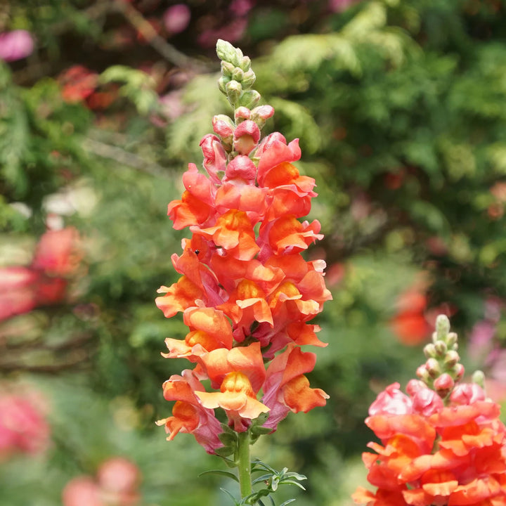 Orange Snapdragon Flower Seeds for Planting – Heirloom, Non-GMO, High Germination, Organic Garden Seeds