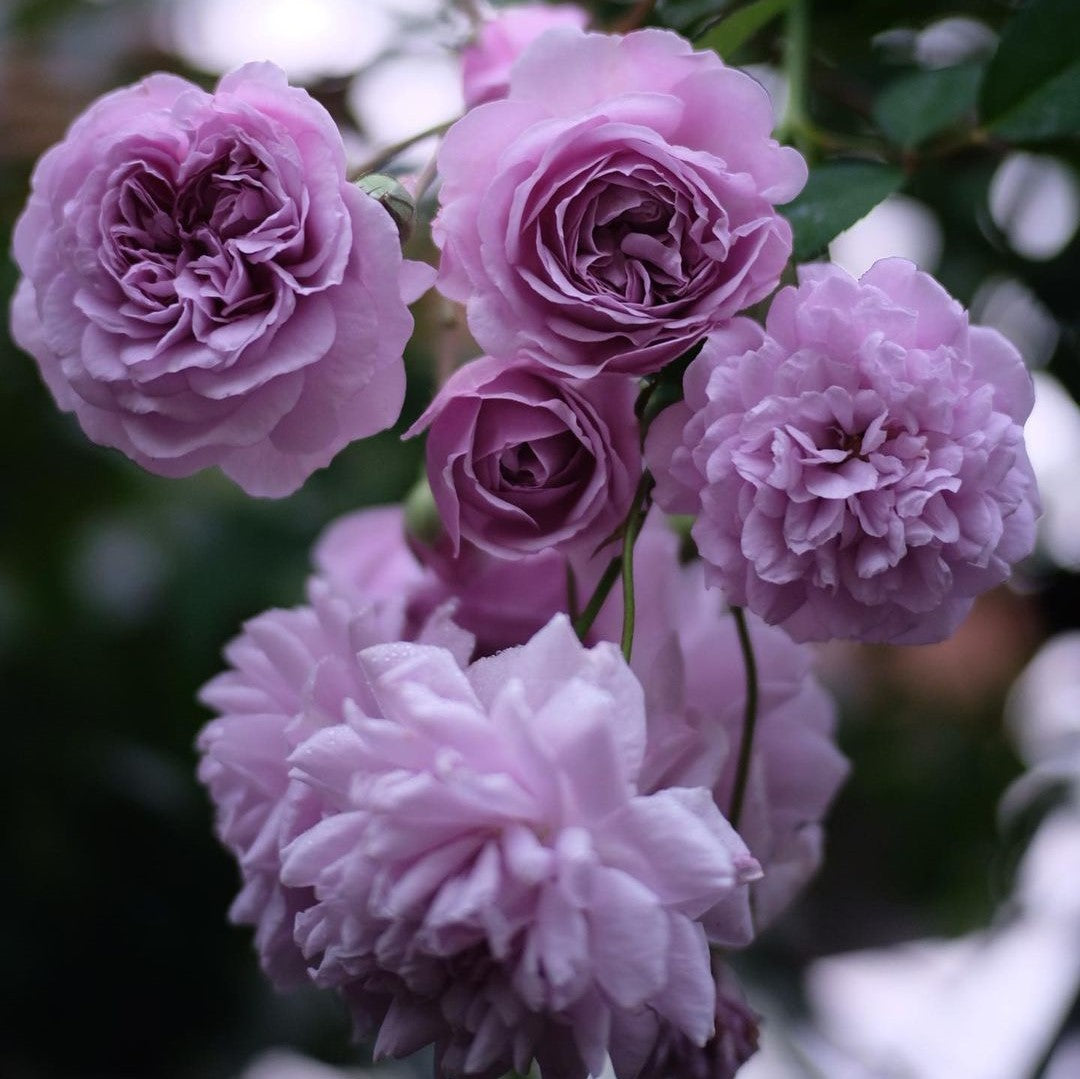 Light Purple Climbing Rose Seeds for Planting  Heirloom, Non-GMO Flow   Neeraseeds