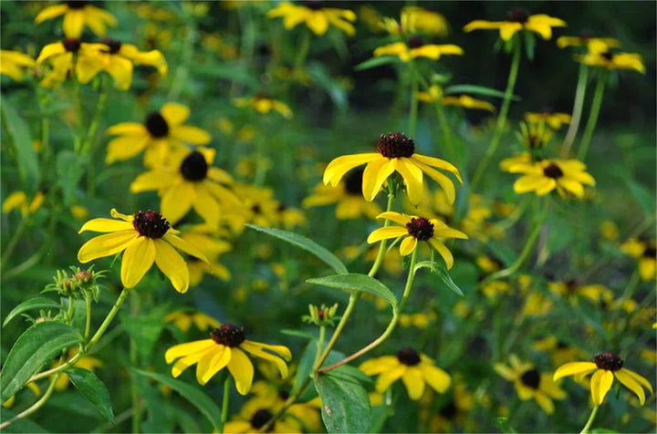 Yellow Rudbeckia Triloba Flower Seeds – Heirloom, Non-GMO Wildflower Seeds for Planting, High Germination Organic Garden Seeds