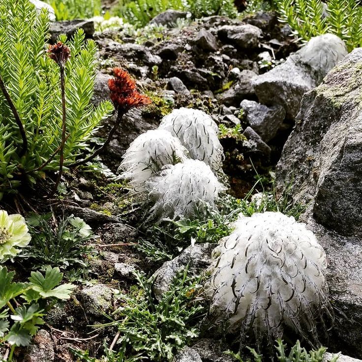 ARSOA　SAUSSUREA Heirloom Non-GMO Saussurea Plant Seeds for Unique Foliage and