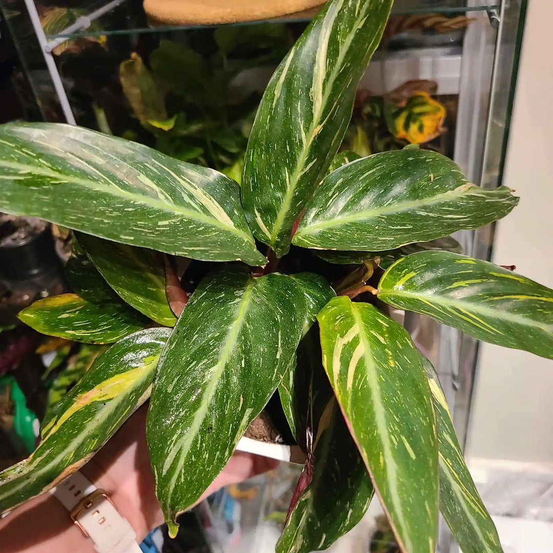 Calathea Magicstar Plant Seeds for Planting, Heirloom, Non-GMO Seeds