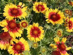 Yellow Gaillardia Seeds for Planting – Heirloom, Non-GMO, High Germination Vibrant Garden Blooms