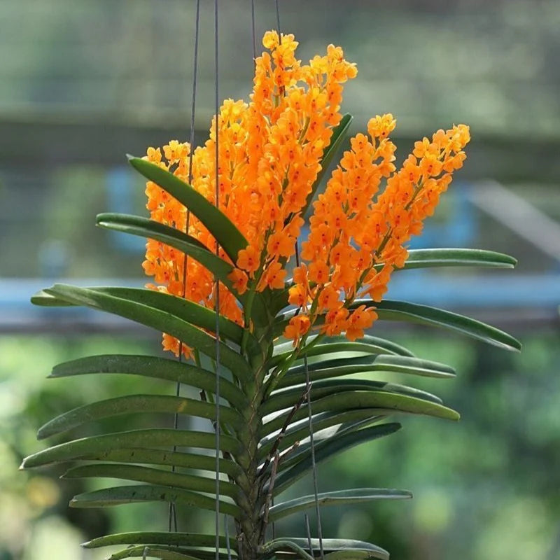 Light Yellow Ascocentrum Flower Seeds for Planting – Heirloom, Non-GMO, High Germination Organic Garden Seeds