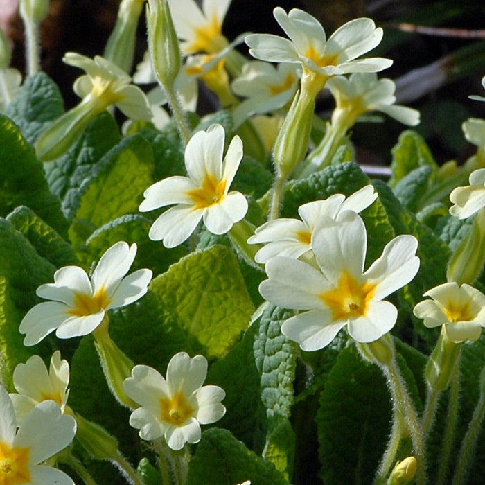 primula flower seeds primula-flower-seeds-for-planting-100-pcs – Beautiful Blooms, Flower Seeds  – Neeraseeds