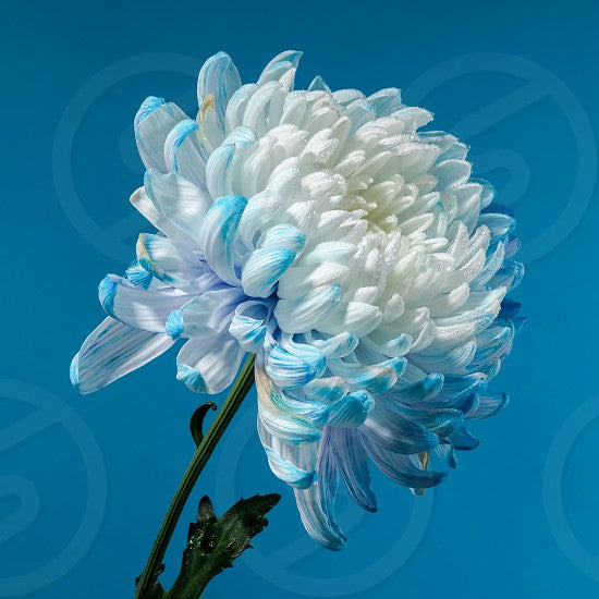 white chrysanthemum flower seeds Sky Blue & White Chrysanthemum Seeds – Heirloom, Non-GMO Flower Seeds for  Planting Gardens