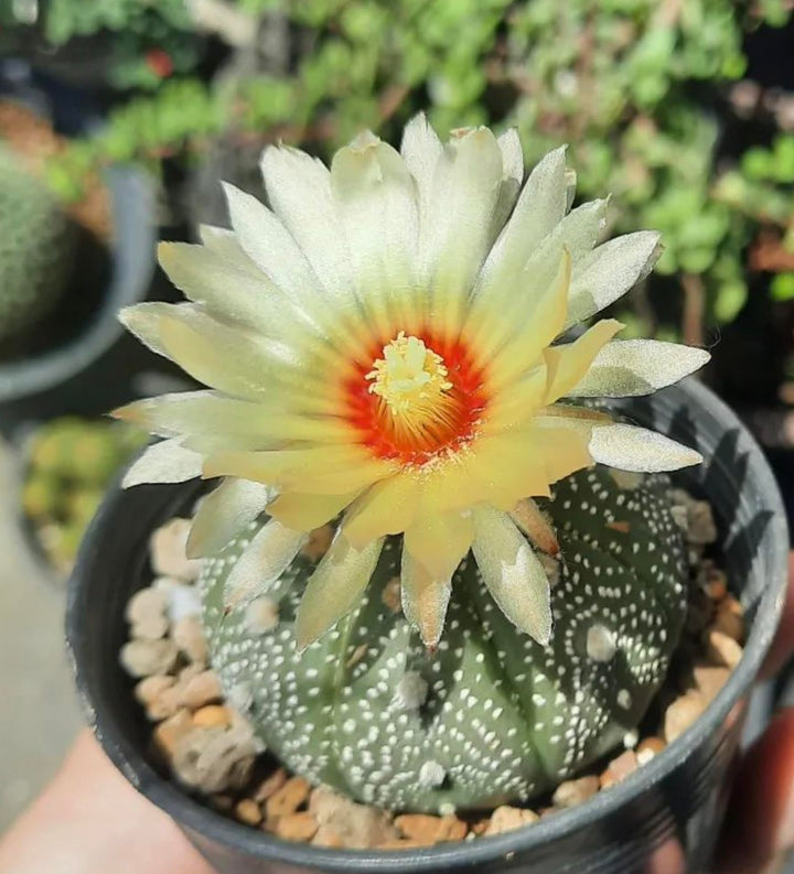 Astrophytum Plant Seeds – Heirloom, Non-GMO Star Cactus Variety for Decorative Garden Planting
