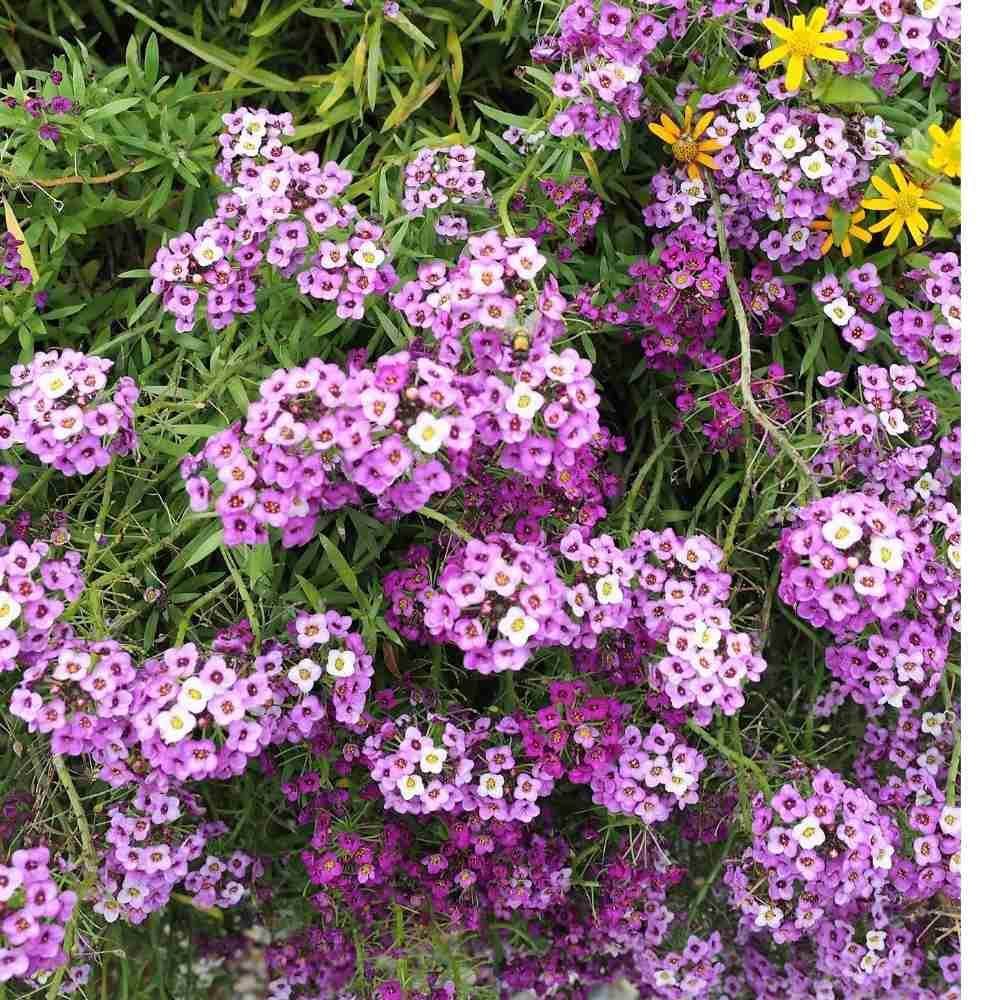 Alyssum Perennial Flower Seeds – Heirloom, Non-GMO Seeds for Planting