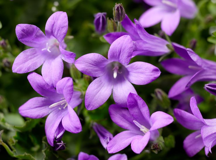 Purpleb Portenschlagiana Flower Seeds for Planting – Heirloom, Non-GMO, High Germination Organic Garden Seeds