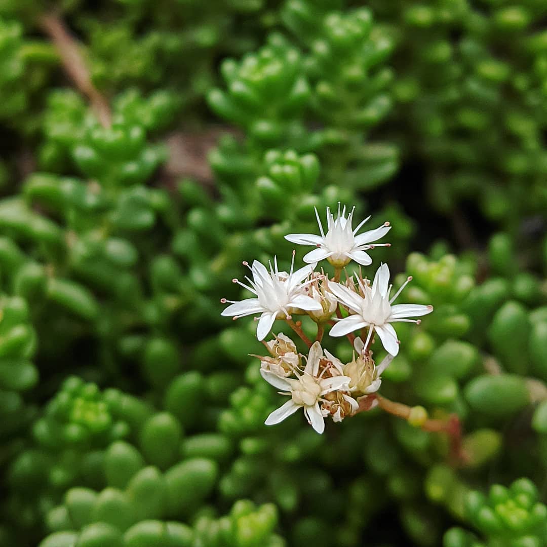 sedum acre succulent Heirloom Non-GMO White Sedum Acre Flower Seeds for Planting – Hardy Gr –  Neeraseeds