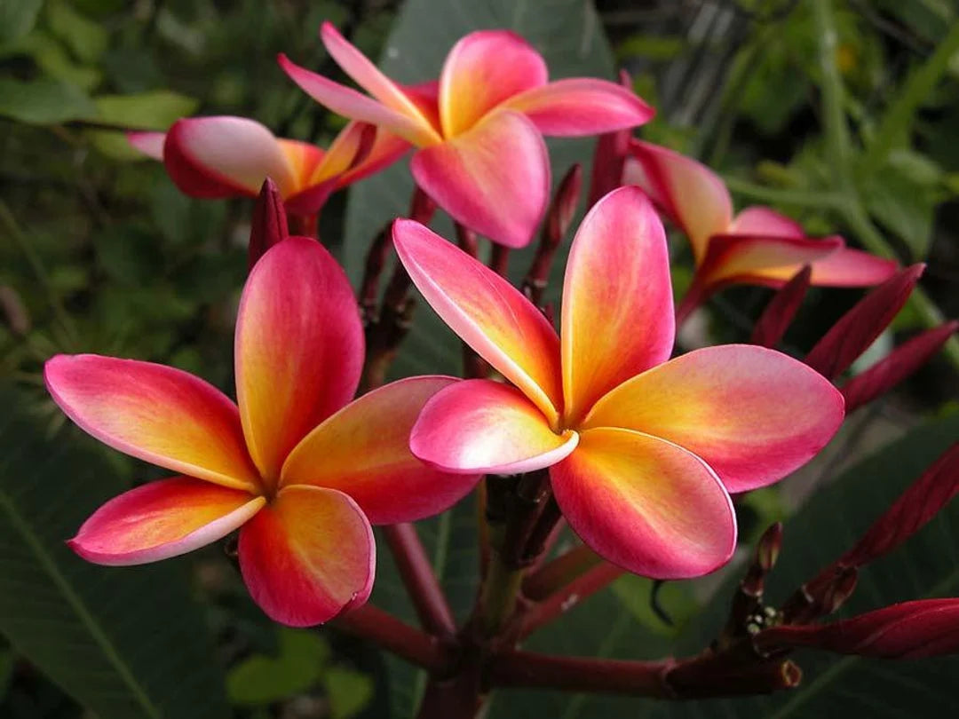 Pink White Frangipani Flower Seeds – Heirloom Non-GMO Plumeria Seeds for  Exotic Garden Planting