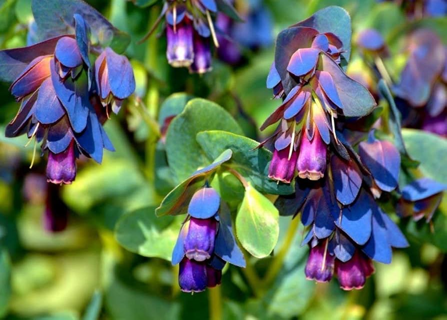 Blue Shrimp Flower Seeds for Planting NON GMO Seeds