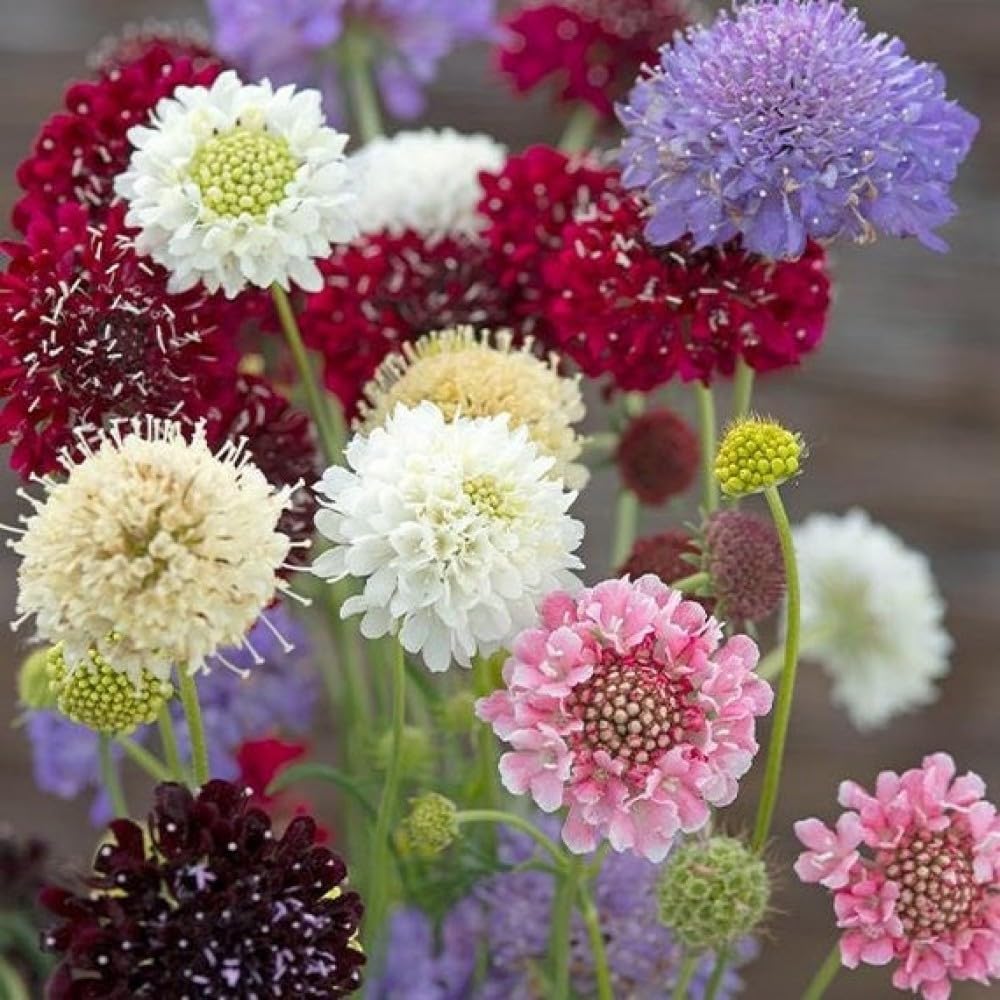 Pincushion Flower Seeds – Heirloom Non-GMO Scabiosa Blooms for Pollina –  Neeraseeds