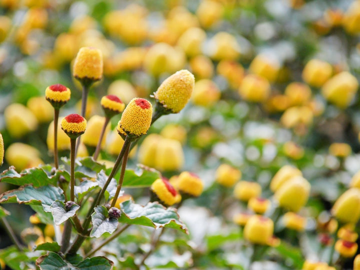 Yellow Spilanthes Acmella Plant Seeds – Heirloom Non-GMO Medicinal Herb Seeds for Garden Growing