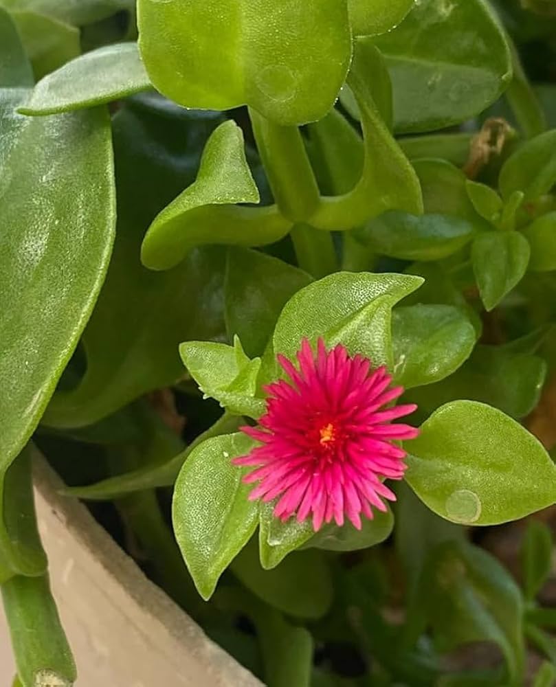 Aptenia Flower Seeds – Heirloom Non-GMO Trailing Blooms for Ground Cover and Garden Borders