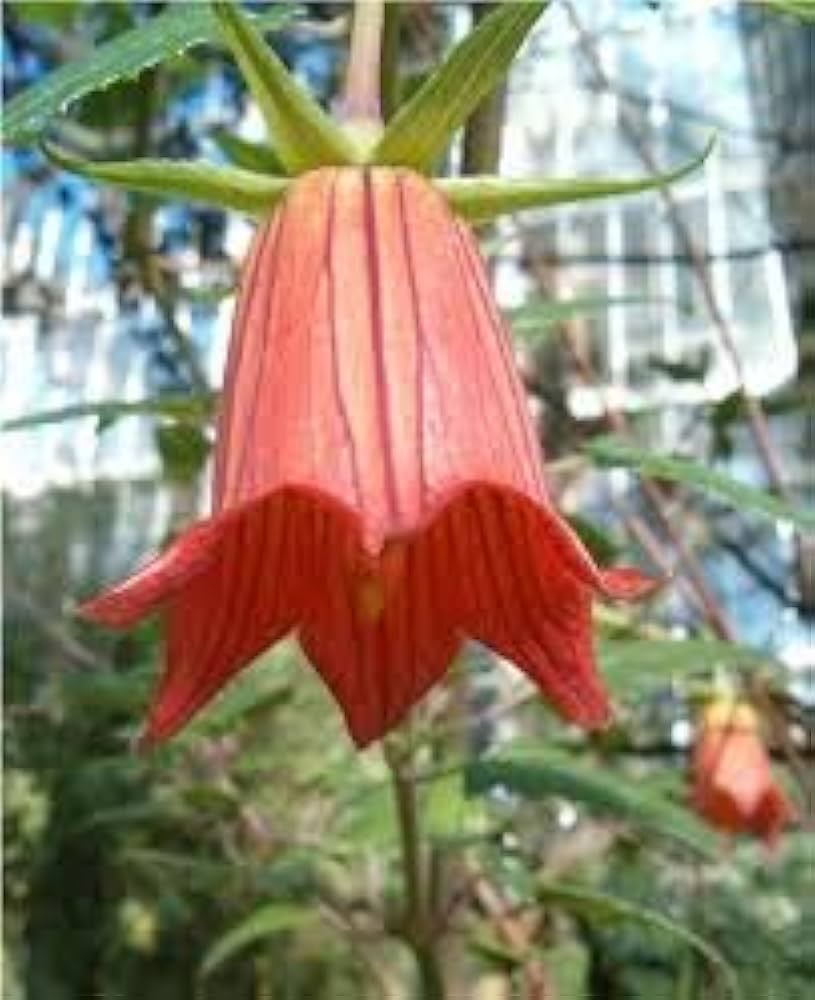 Canarina Flower Seeds for Planting – Heirloom, Non-GMO Seeds