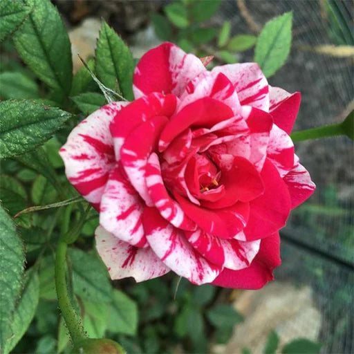 red and white rose seeds Red and White Rose Flower Seeds for Planting