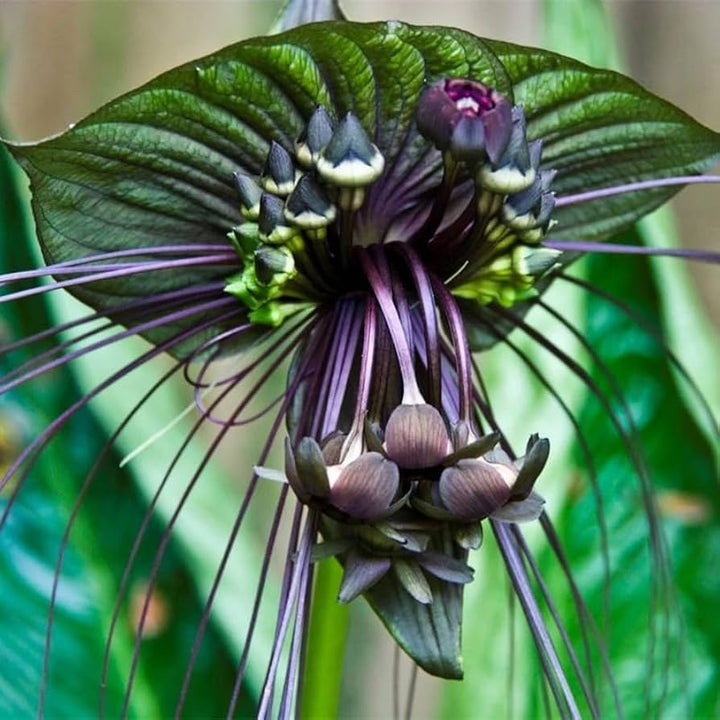 Black Chantrieri Flower Seeds – Heirloom Non-GMO Bat Lily Seeds for Tropical Garden Displays