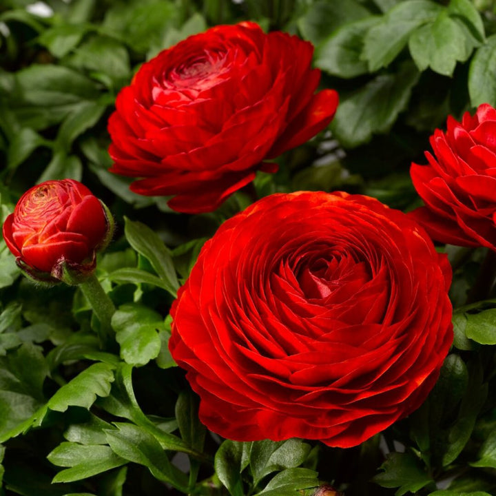 Asiaticus Ranunculus Seeds – Organic, Heirloom, Non-GMO Flower Seeds for Planting