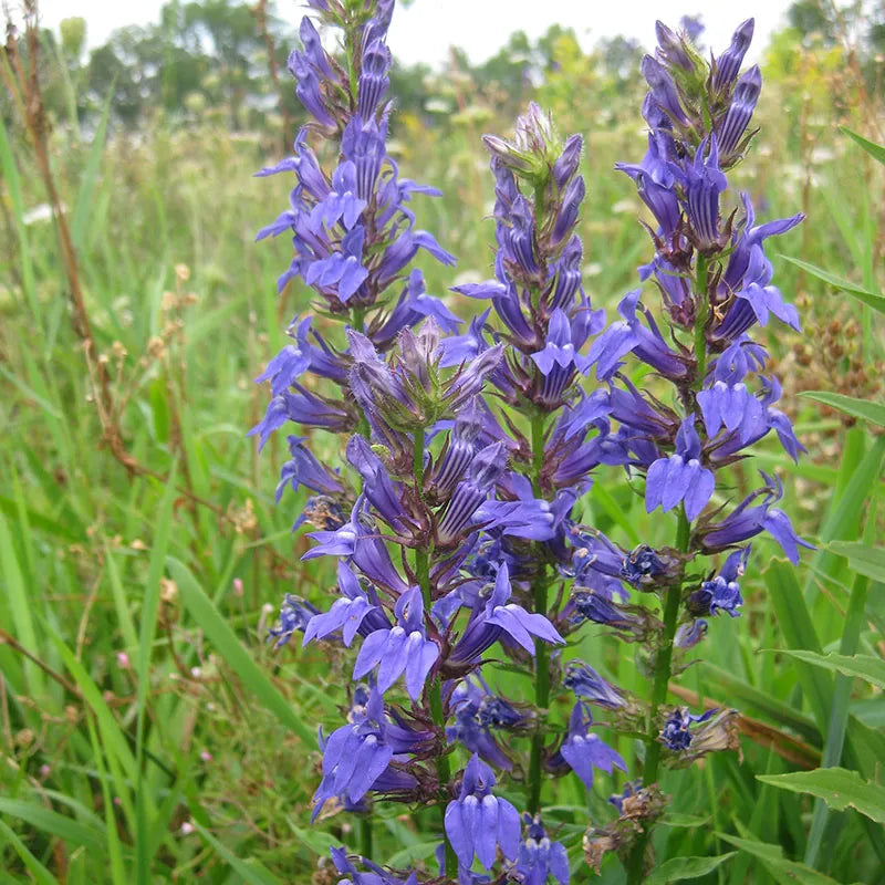 Blue Cardinal Flower Seeds for Planting – Heirloom, Non-GMO, High Germination Organic Garden Seeds