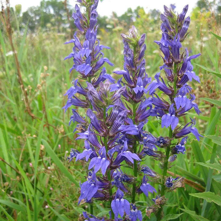 Blue Cardinal Flower Seeds for Planting – Heirloom, Non-GMO, High Germination Organic Garden Seeds