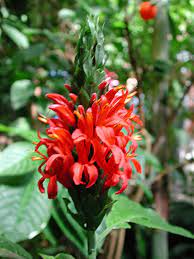 Red Pachystachys Flower Seeds for Planting – Heirloom, Non-GMO, High Germination Organic Garden Seeds