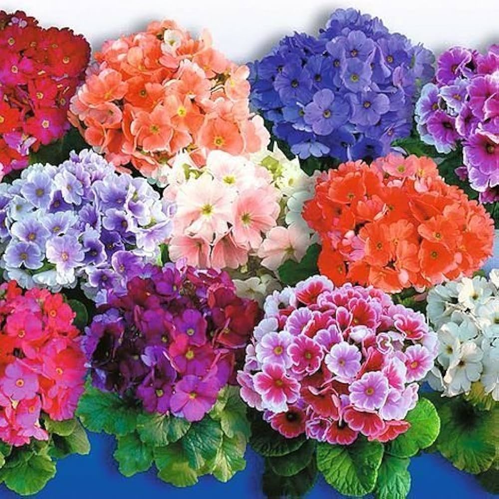 Obconica Flower Seeds for Planting – Heirloom, Non-GMO, High Germination Organic Garden Seeds