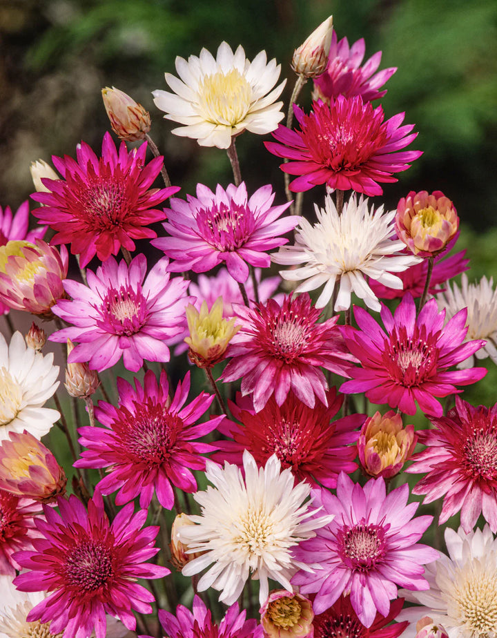 Xeranthemum Annuum Flower Seeds for Planting – Heirloom, Non-GMO, High Germination Organic Garden Seeds