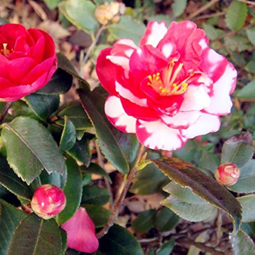 camellia flower seed Organic Red White Camellia Japonica Flower Seeds for Planting – Heirloom,  Non-GMO