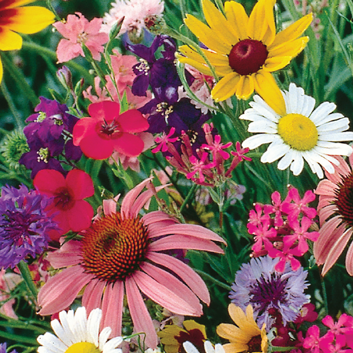 Florific Flower Seeds for Planting – High-Yield, Vibrant Seasonal Blooms