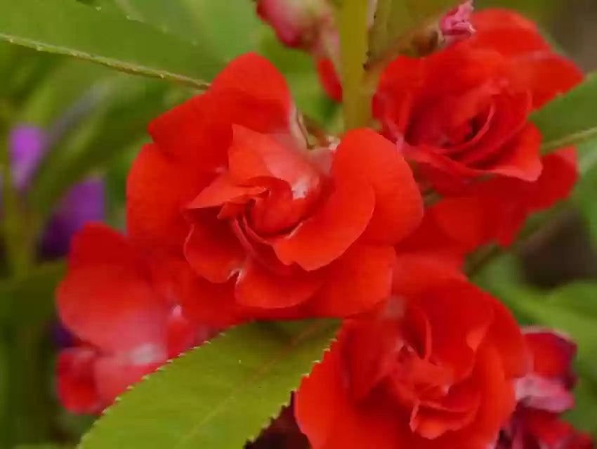 Balsam Camellia Flower Seeds – Heirloom Non-GMO Seeds for Garden Planting