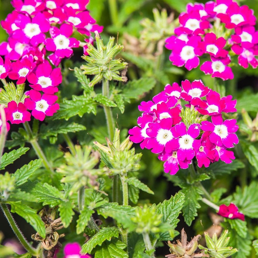 Burgundy Verbena Flower Seeds for Planting – Heirloom, Non-GMO, High Germination Organic Garden Seeds