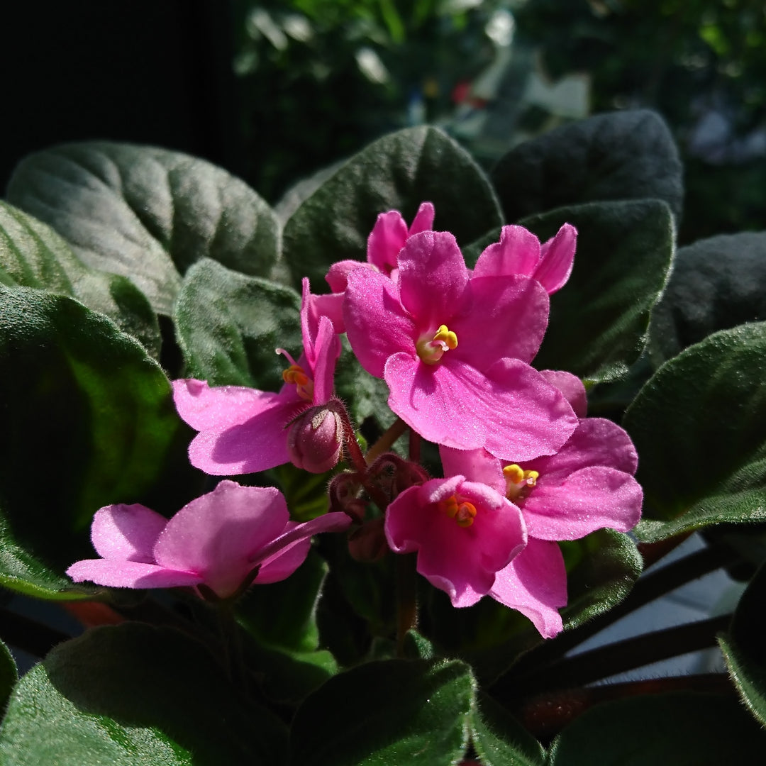 Baby Pink Saintpaulia Flower Seeds for Planting - Heirloom Non-GMO High Germination Organic Garden Seeds