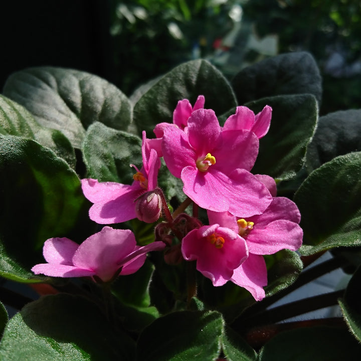 Baby Pink Saintpaulia Flower Seeds for Planting - Heirloom Non-GMO High Germination Organic Garden Seeds