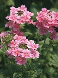Flower Seeds, Seeds for Planting, Plant Seeds