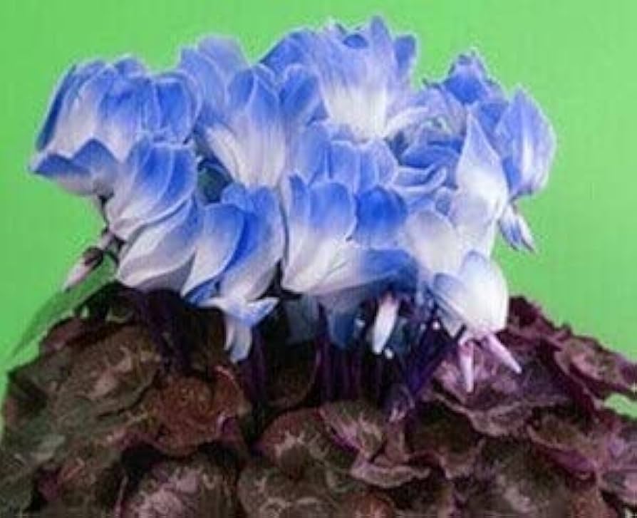 Blue White Cyclamen Flower Seeds for Planting – 100 pcs, Heirloom, Non-GMO, High Germination Organic Garden Seeds