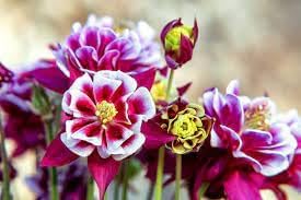 twin flower seeds Heirloom Winky Double Flower Seeds for Garden Planting, Non-GMO, Blooms for  Shade Gardens