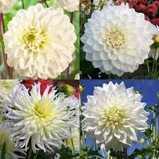 Flower Seeds, Seeds for Planting, Plant Seeds