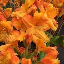 Flower Seeds, Seeds for Planting, Plant Seeds