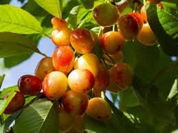 plant rainier cherry seeds Black Mission Fig Seeds – Heirloom Non-GMO Fruit Seeds for Garden Planting 100 pcs