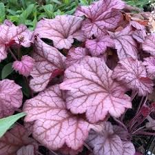 Flower Seeds, Seeds for Planting, Plant Seeds