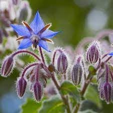 Flower Seeds, Seeds for Planting, Plant Seeds