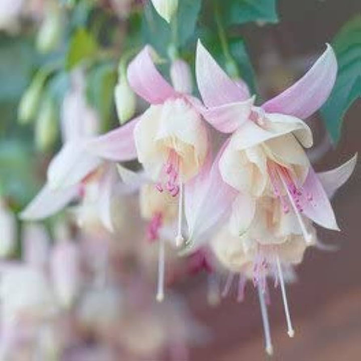 Baby Pink Fuchsia Heirloom Non-GMO Seeds for Planting – High Germination Organic Garden Seeds for Hanging Baskets & Borders