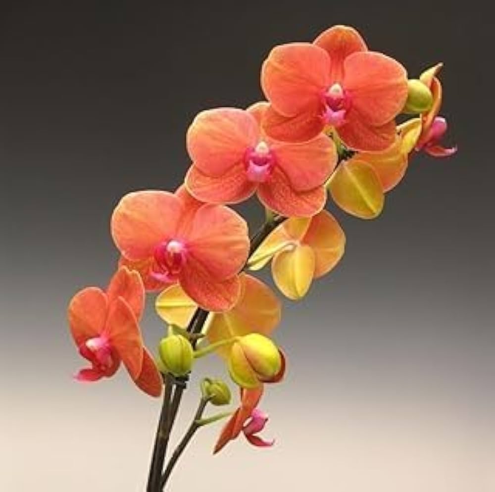 Heirloom Orange Butterfly Orchid Flower Seeds for Planting – Non-GMO, High Germination Exotic Garden Seeds