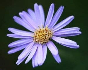 Flower Seeds, Seeds for Planting, Plant Seeds