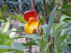 Flower Seeds, Seeds for Planting, Plant Seeds