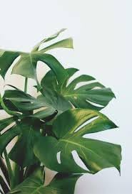 Vegetable Seeds, Seeds for Planting, Plant Seeds