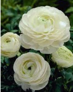 Flower Seeds, Seeds for Planting, Plant Seeds